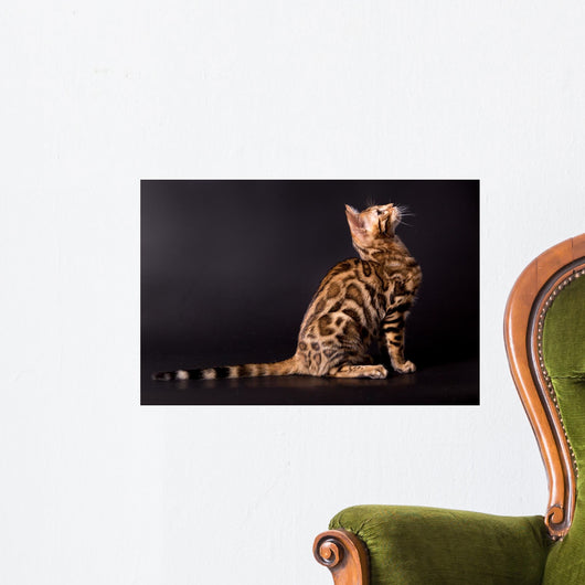 Bengal cat on a black background Wall Mural