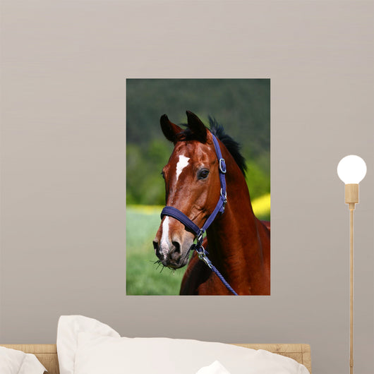 Sire Wall Mural