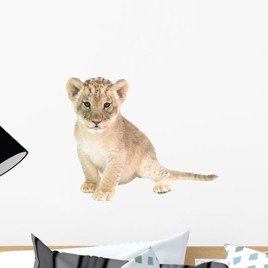 baby lion isolated on white background Wall Decal