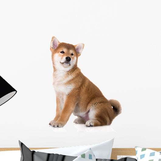adorable red shiba inu puppy Wall Decal
