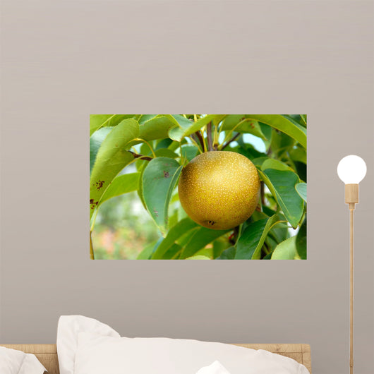 Olympic Asian Pear Tree Wall Mural