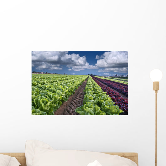 lettuce field Wall Mural