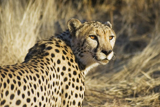Cheetah Wall Mural