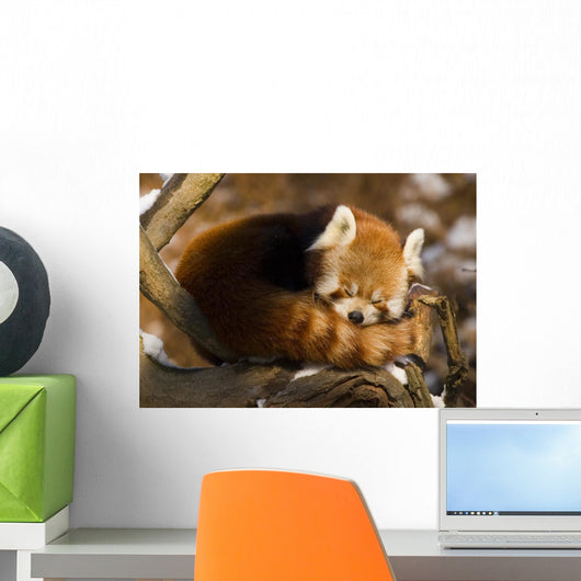 Red Panda Ailurus Fulgens Wall Mural