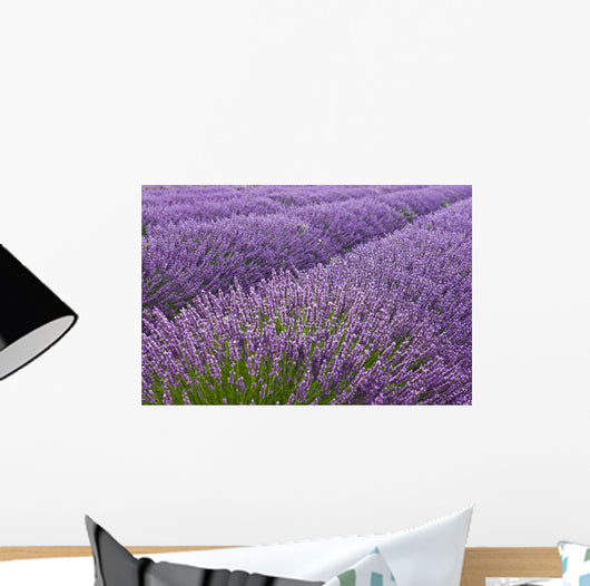 Blooming Lavender Field Wall Mural