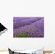 Blooming Lavender Field Wall Mural