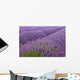 Blooming Lavender Field Wall Mural