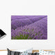 Blooming Lavender Field Wall Mural