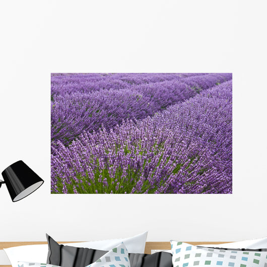 Blooming Lavender Field Wall Mural