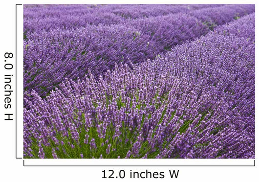 Blooming Lavender Field Wall Mural