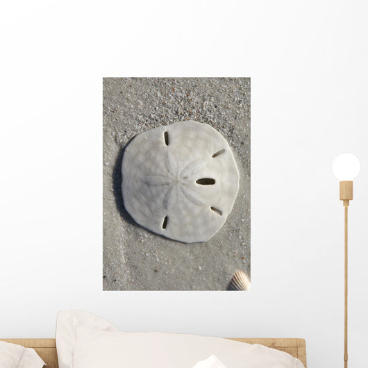 Sand Dollar Wall Mural