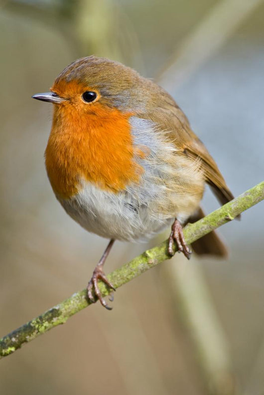 Robin Wall Mural