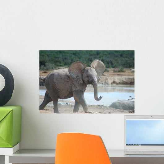 Junger Elefant Wall Decal