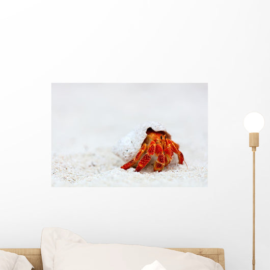 Hermit crab Wall Mural