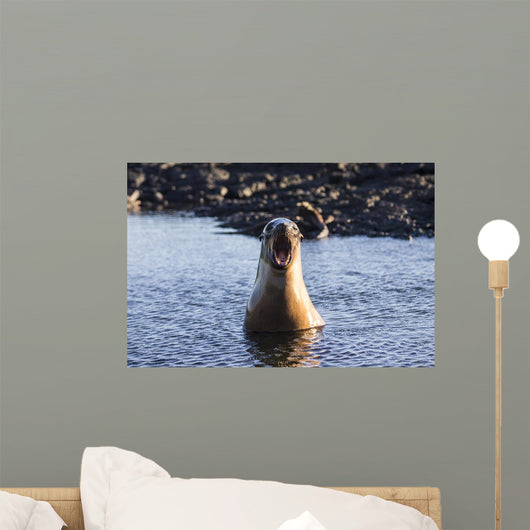 Galapagos sea lion roaring. Wall Mural