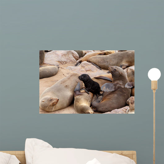 Small sea lion baby in Cape Cross Wall Mural