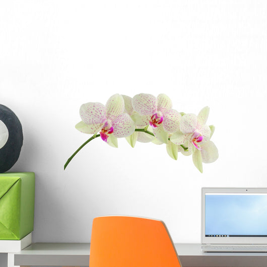 Orchid isolated on white background Wall Decal