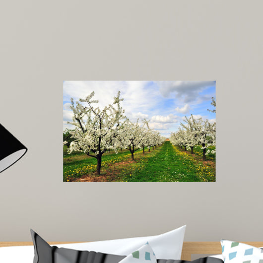 Blossoming Cherry-Trees Wall Mural