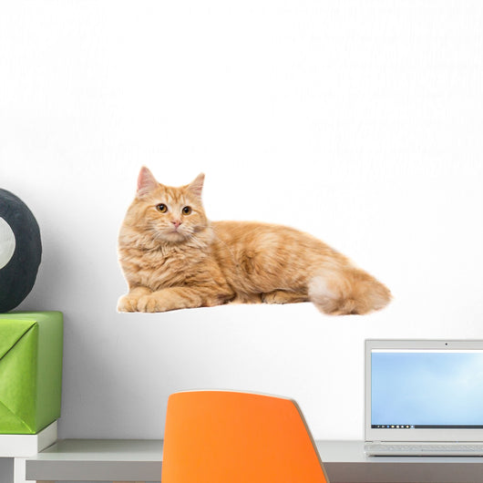 Long-Haired Orange Cat on a White Background Wall Decal