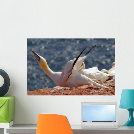Heligoland German Island Birds Wall Decal