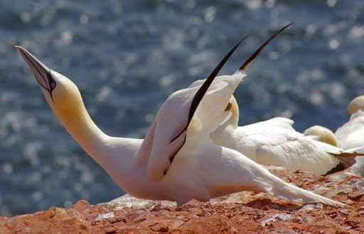 Heligoland German Island Birds Wall Decal