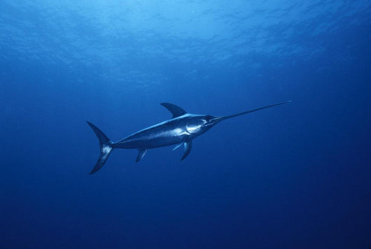 Broadbill Swordfish Swimming Sea Wall Mural