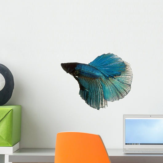 Blue Siamese Fighting Fish Wall Decal