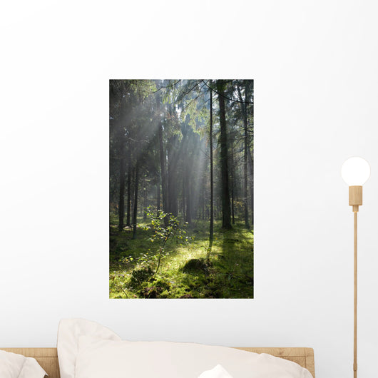 Coniferous forest in Landscape Reserve of Bialowieza Forest Wall Mural