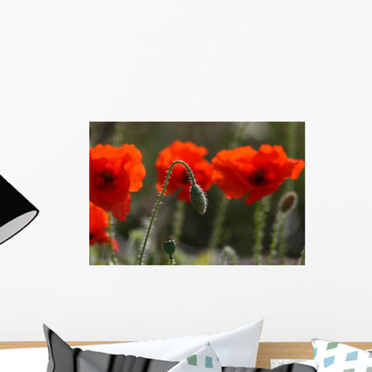 Poppy Wall Mural