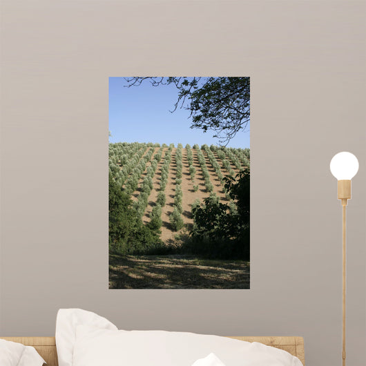 Tuscan Olive Grove Wall Mural