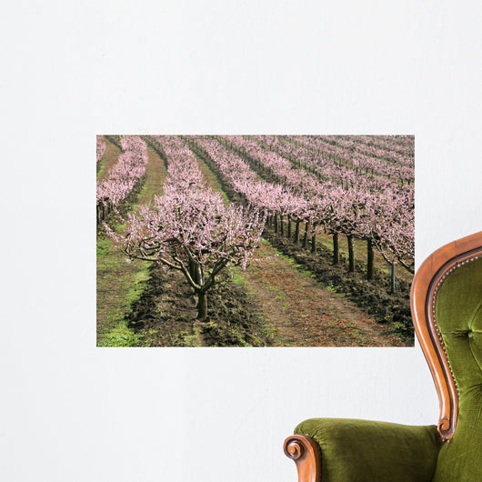 row of blooming peach trees Wall Mural