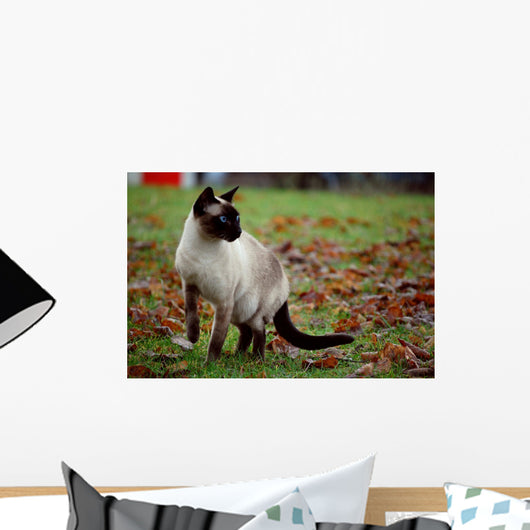 Siamese Cat Wall Mural