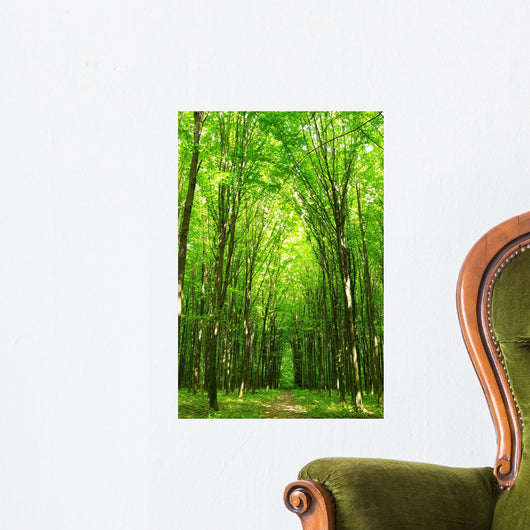 forest path Wall Mural