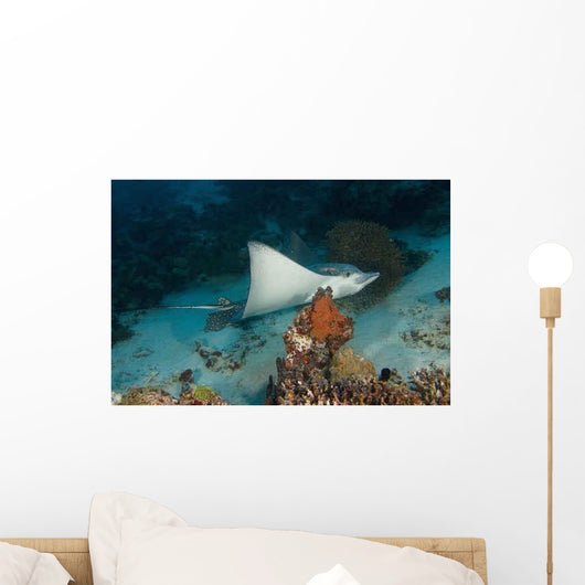 Eagle Rays Wall Decal
