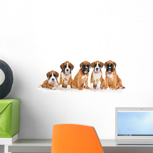 Five German Boxer puppies on white Wall Decal