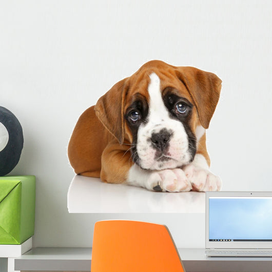 German Boxer puppy on white Wall Decal