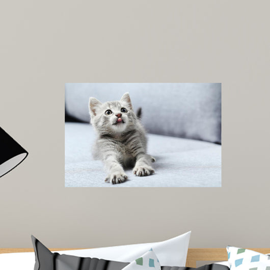 Beautiful little cat on a grey sofa Wall Mural
