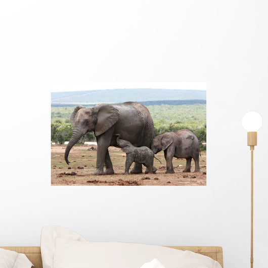 Elephant Baby and Mother Wall Mural