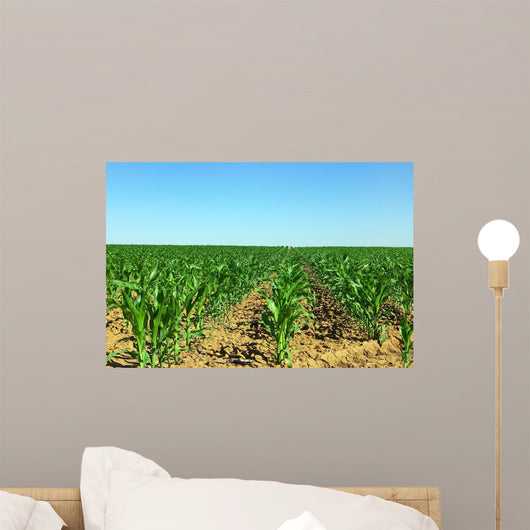 Field of green maize. Wall Mural