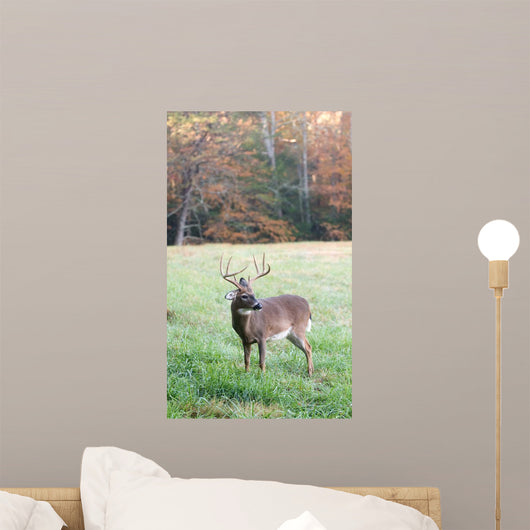 Whitetail Buck and Fall Colors Wall Mural
