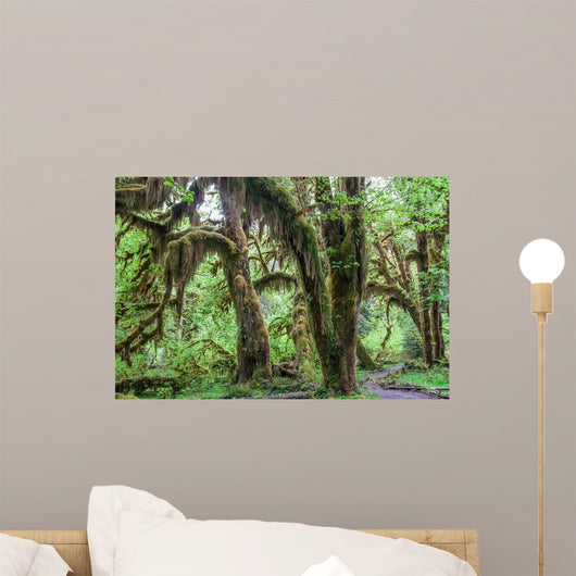 Green lush plants of temperate rainforest at Olympic National Park, Washington, USA Wall Mural