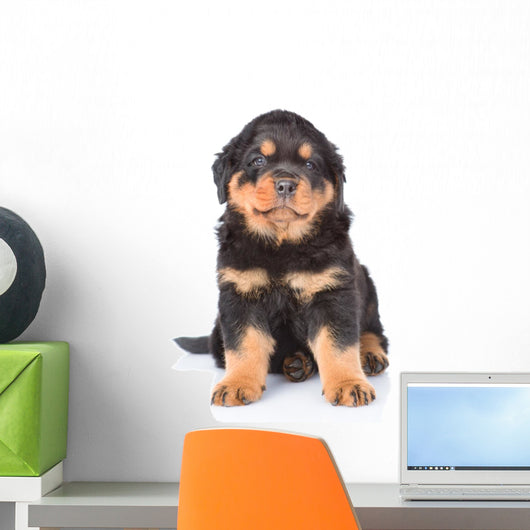 Little rottweiler puppy sitting in front view. Isolated on white Wall Decal