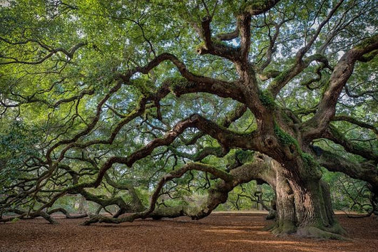 Large Southern Live Oak Wall Decal