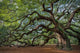 Large Southern Live Oak Wall Decal