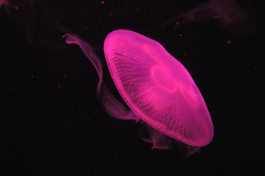 Pink Jellyfish Wall Mural