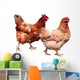 Hens White Wall Decal