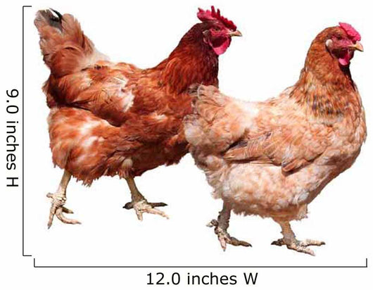 Hens White Wall Decal
