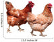 Hens White Wall Decal