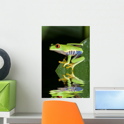 Red eye tree frog Agalycnis callidryas from Costa Rica Wall Mural