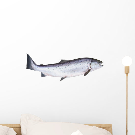 Photo of Salmon on White Background Wall Decal